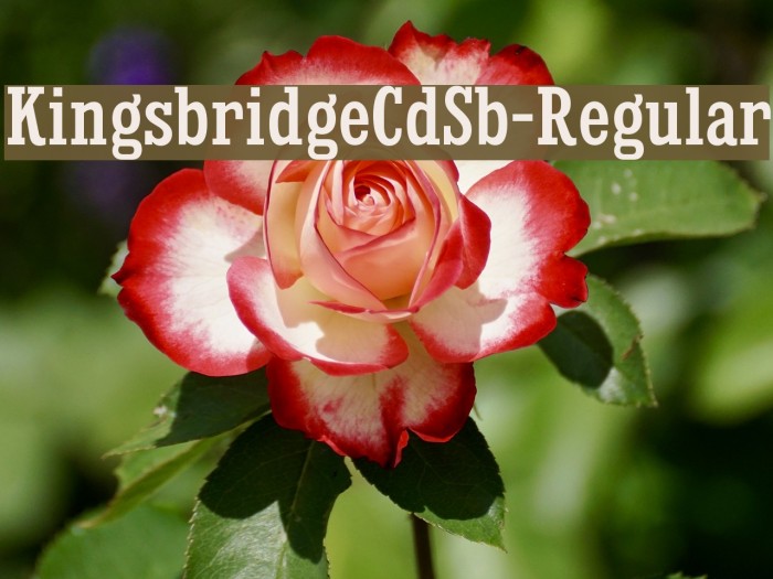 KingsbridgeCdSb-Regular Font examples