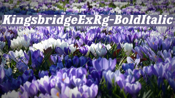 KingsbridgeExRg-BoldItalic Font examples