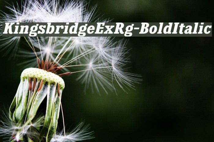 KingsbridgeExRg-BoldItalic Font examples