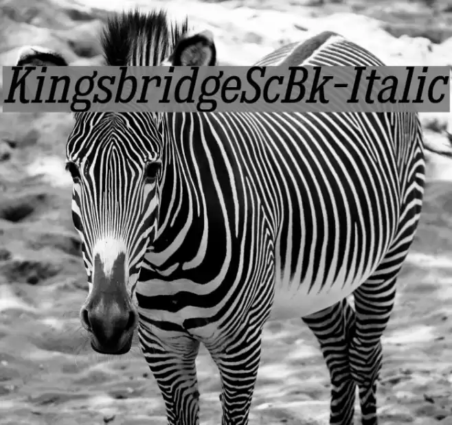KingsbridgeScBk-Italic Font examples