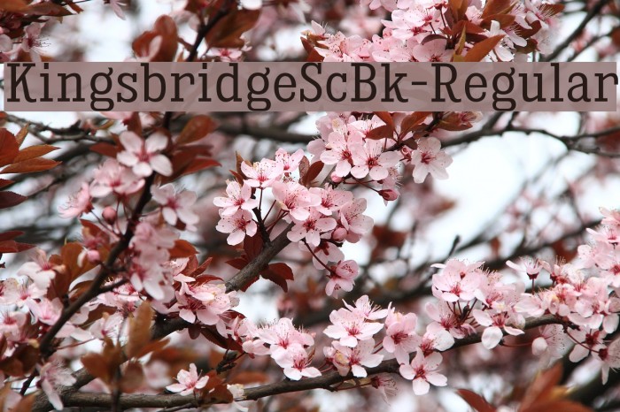 KingsbridgeScBk-Regular Font examples