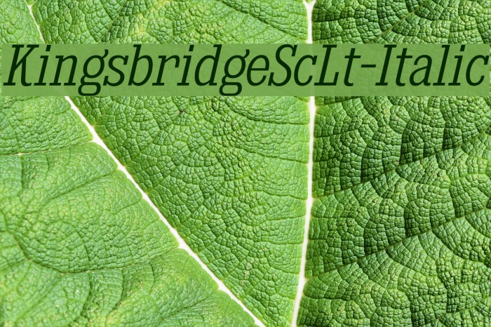 KingsbridgeScLt-Italic Example 3