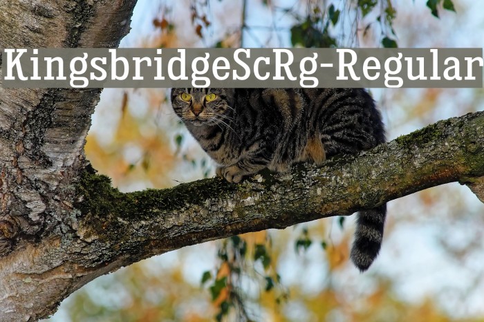 KingsbridgeScRg-Regular Font examples