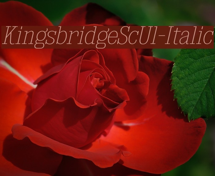 KingsbridgeScUl-Italic Font examples