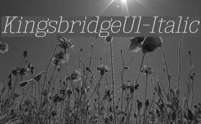 KingsbridgeUl-Italic Font examples