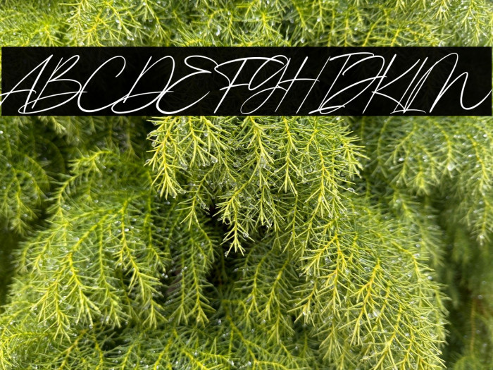 Kingston Signature Example 1