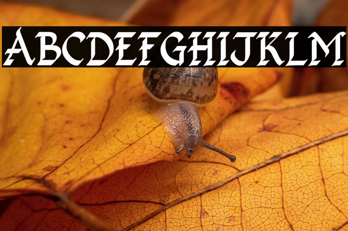 Kingthings Calligraphica 2 Example 3