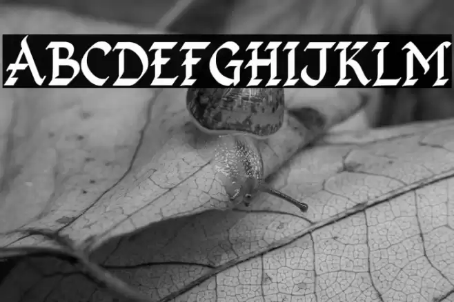 Kingthings Calligraphica 2 Font examples