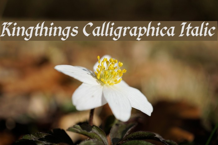 Kingthings Calligraphica Italic Font examples