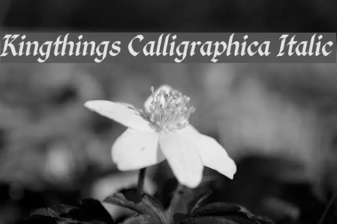 Kingthings Calligraphica Italic Polices examples