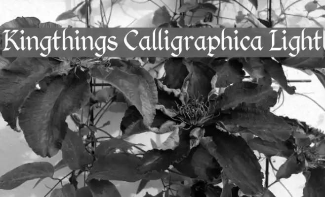 Kingthings Calligraphica Light Font examples