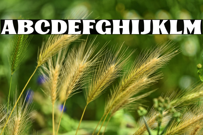 KinsaleDisplay Example 2