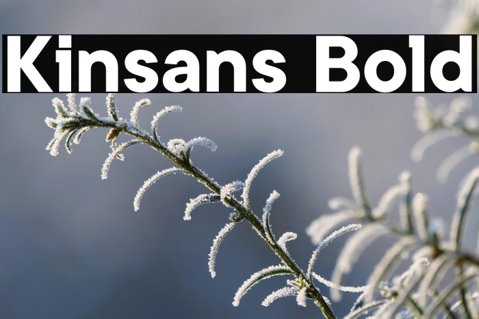 Kinsans Bold Example 1