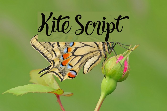 Kite Script Font examples