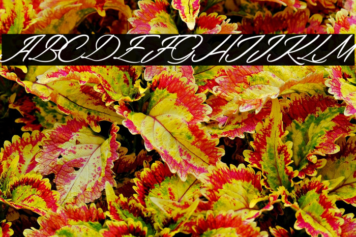 Kitten Caf Example 1