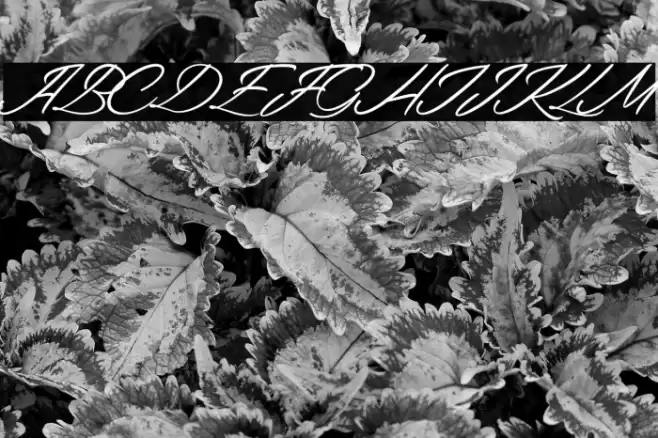 Kitten Caf Font examples