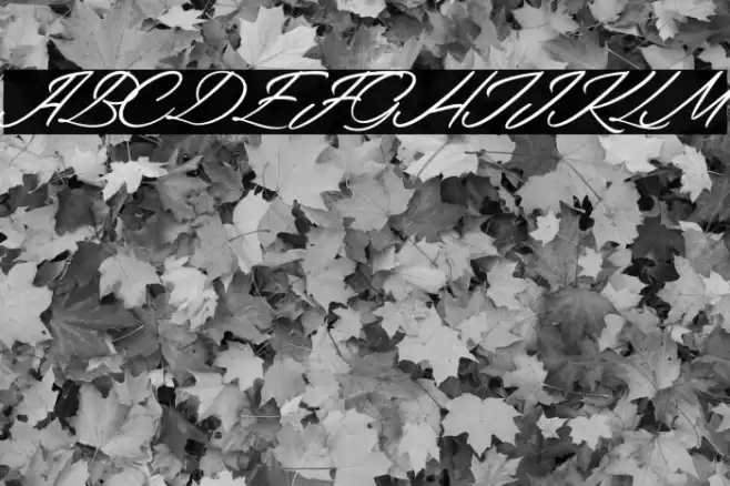 Kitten Caf Font examples