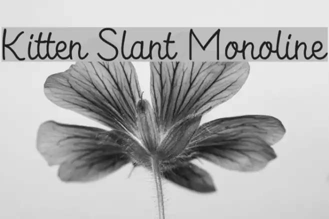 Kitten Slant Monoline Font examples
