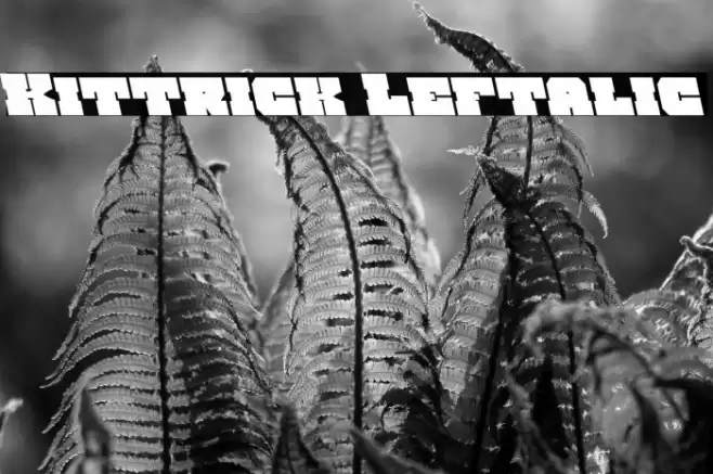 Kittrick Leftalic Font examples