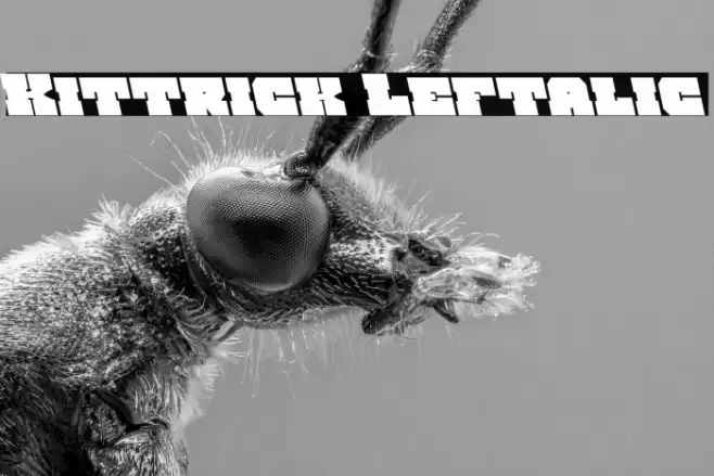 Kittrick Leftalic Font examples