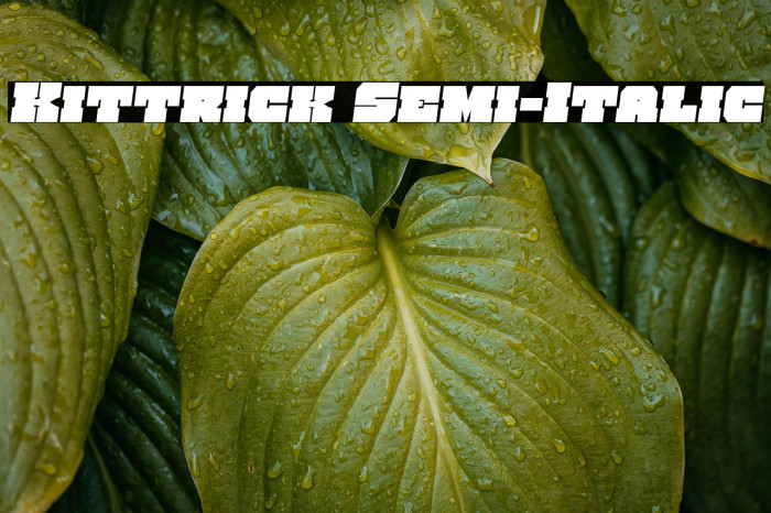 Kittrick Semi-Italic Example 1