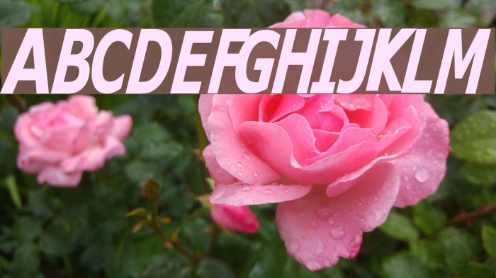 Kitty Katt Font examples