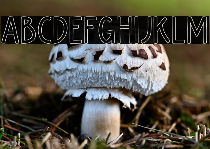 Kiyoka-Outline Example 2