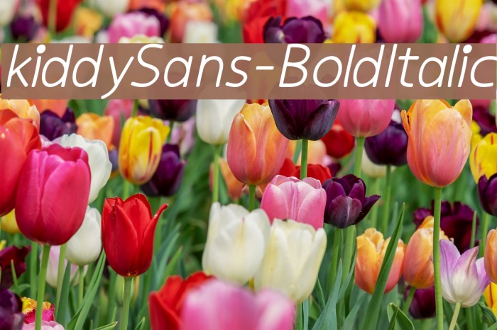 kiddySans-BoldItalic Font examples