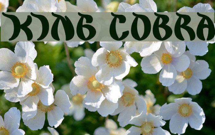 king cobra Font examples