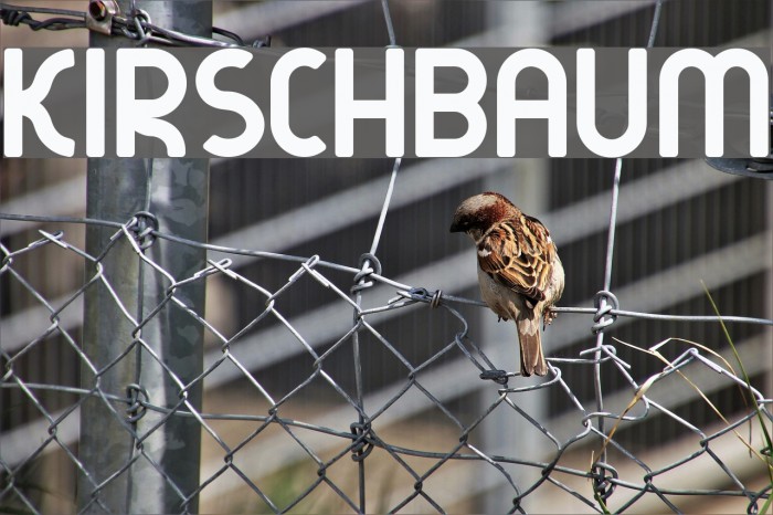 kirschbaum Font examples