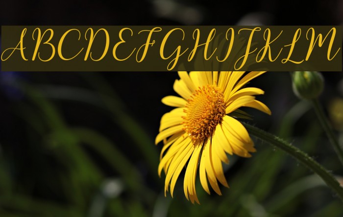 kissitademo Font examples