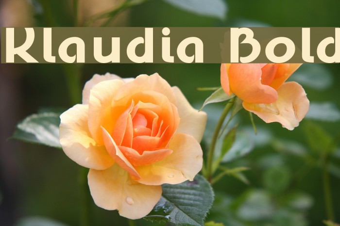 Klaudia Bold Font examples