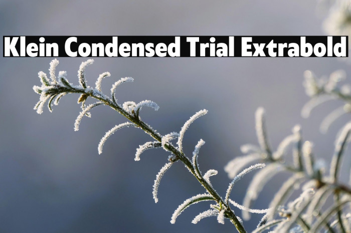 Klein Condensed Trial Extrabold Example 3