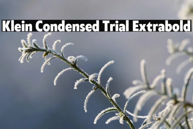 Klein Condensed Trial Extrabold Example 3