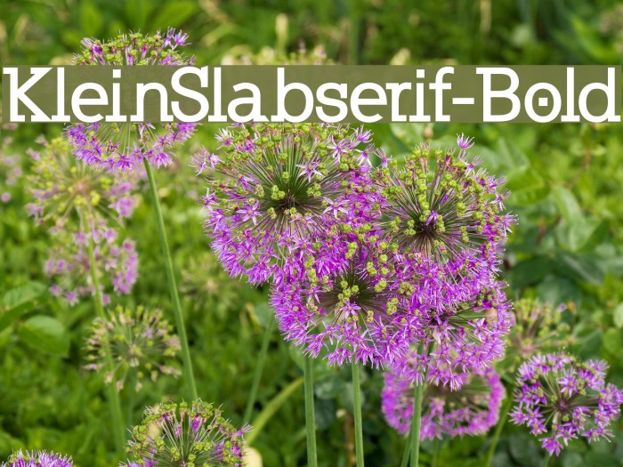KleinSlabserif-Bold Fuentes examples