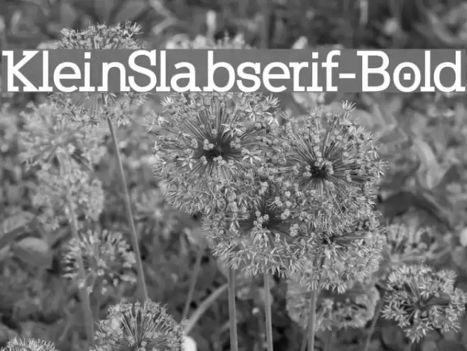 KleinSlabserif-Bold Fuentes examples