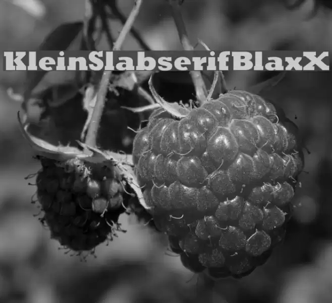 KleinSlabserifBlaxX フォント examples