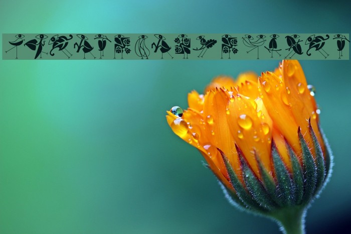 KleinsBirdsNoTen Font examples
