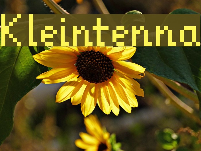 Kleintenna Font examples