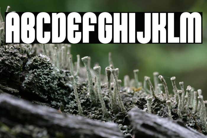 KleptocracyTitlingCd-Bold Example 3