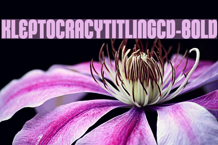 KleptocracyTitlingCd-Bold Font examples