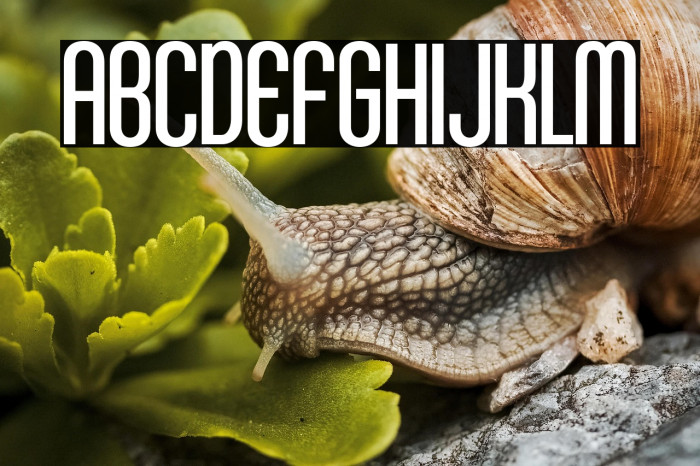 KleptocracyTitlingCdLt-Regular Example 3