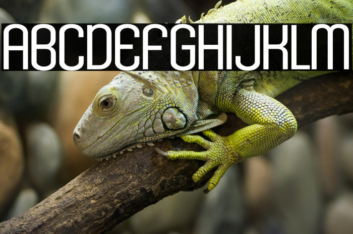 KleptocracyTitlingLt-Regular Example 3