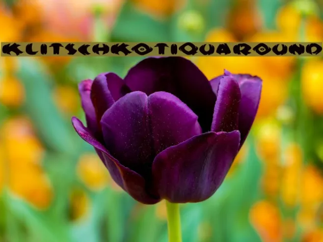 KlitschKOtiquaRound Example 3