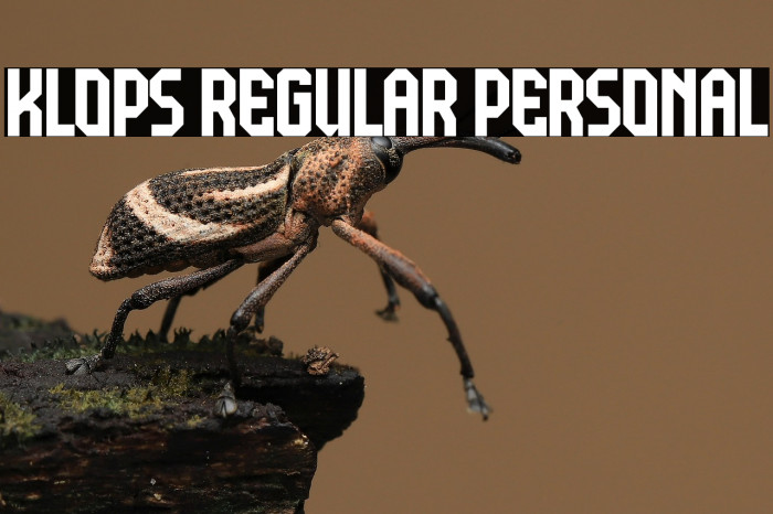 Klops Regular Personal Example 2