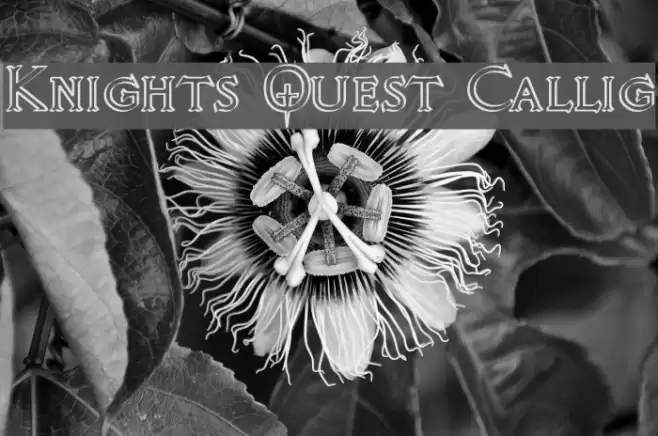 Knights Quest Callig フォント examples