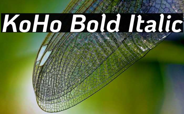 KoHo Bold Italic Font examples