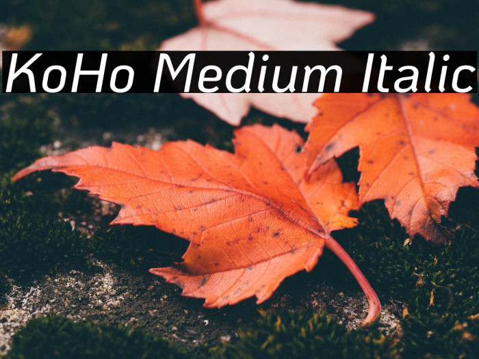 KoHo Medium Italic Font examples