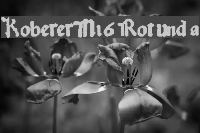 KobergerN16Rotunda Font examples