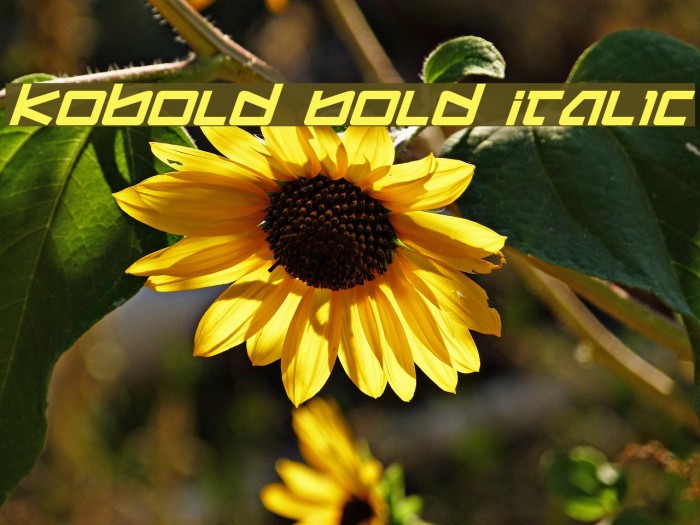 Kobold Bold Italic Шрифта examples